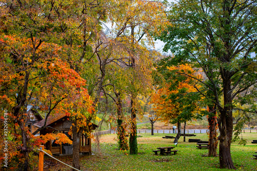 Red and yellow maple leaves on the trees when the leaves change colors in Yamagata City in Japan.