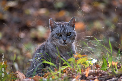 Gray cat sitting in the forest. Fallen leaves in autumn.
