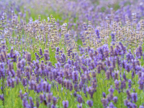 Lavendel Feld