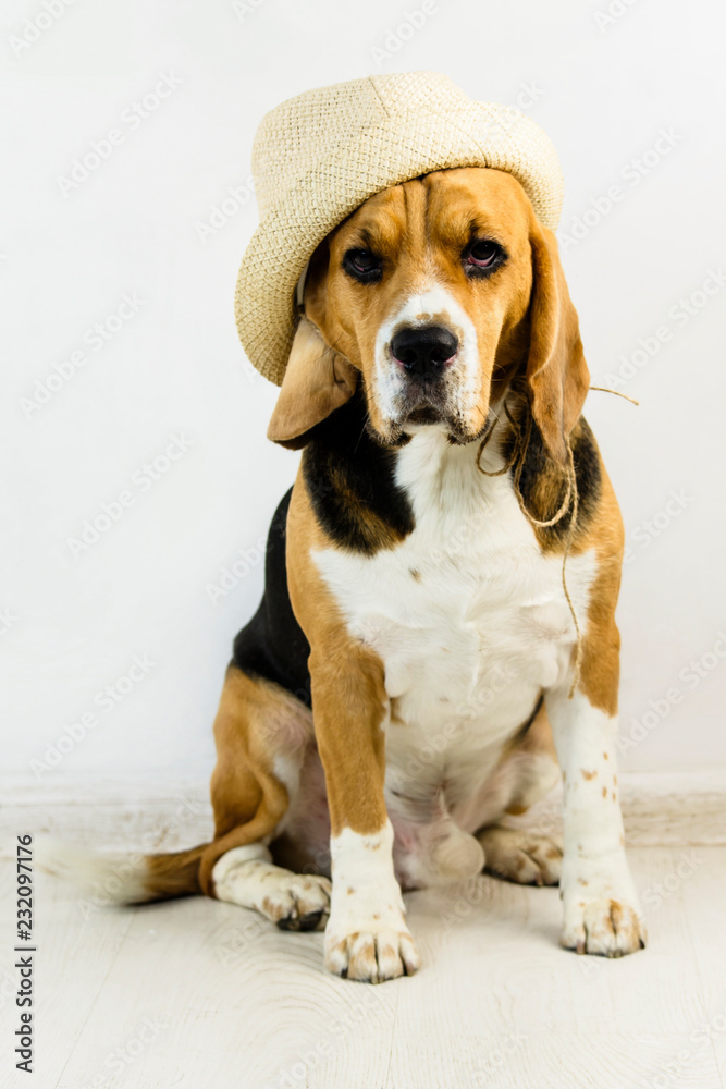 cute and funny beagle dog in hat on the floor cute and funny beagle dog in hat on the floor