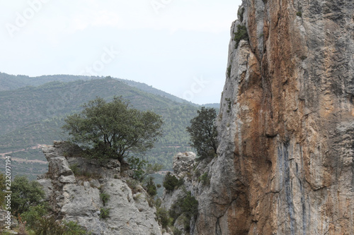 A foliage tree on a rocky peak next to a precipice  with green mountains on the background  in the Pyrenees mountains  Mallos de Riglos  Aragon Spain