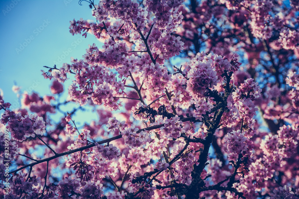 pink flowers on blue background pink flowers on blue background