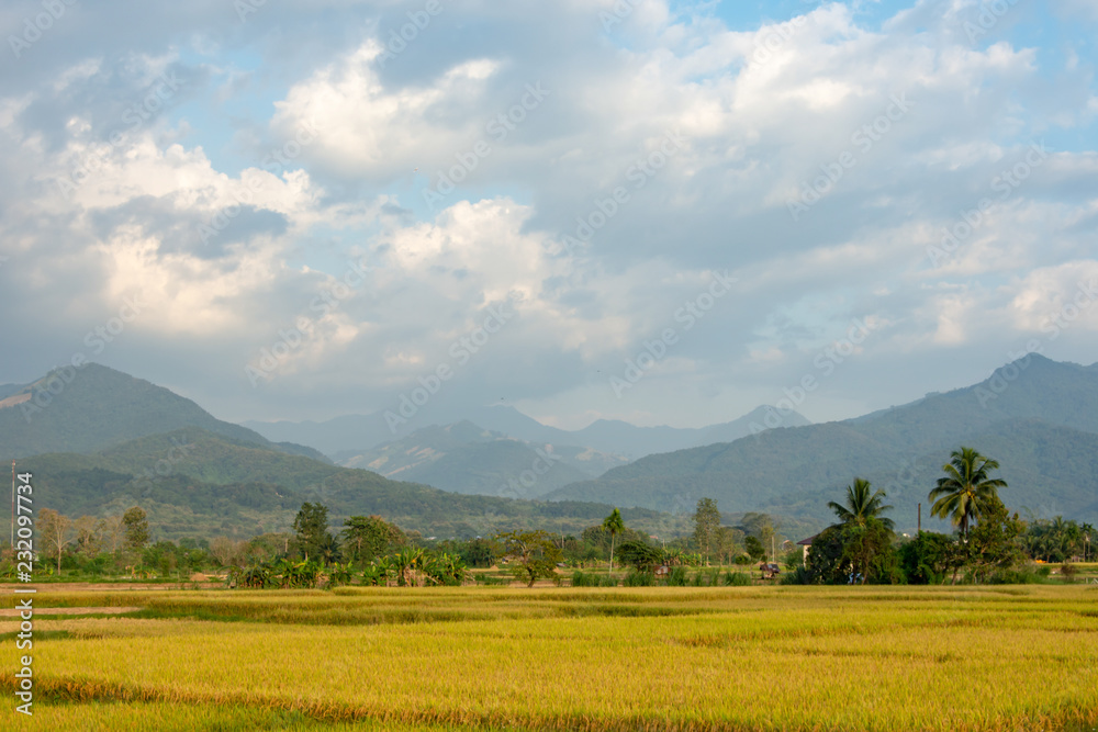 Paddy fields in the countryside background mountains and trees. Paddy fields in the countryside background mountains and trees.