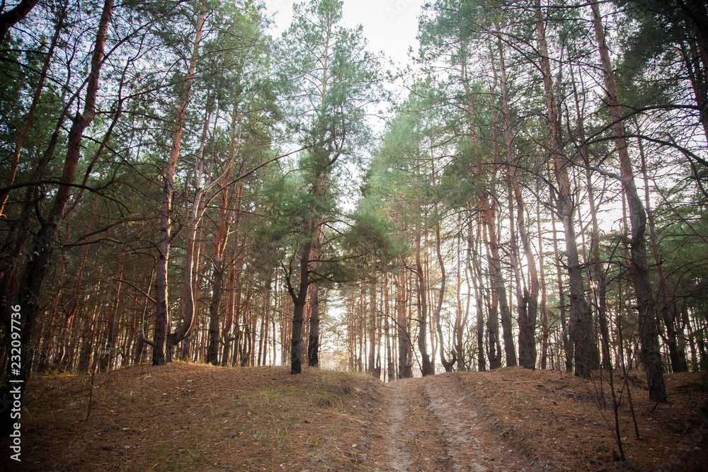 Fototapeta premium road in forest