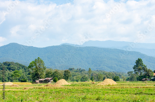 Paddy fields in the countryside background mountains and trees.