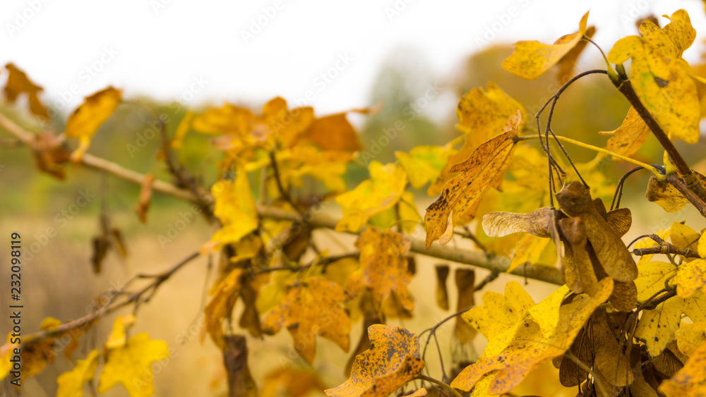 Beautiful autumn landscape with yellow trees leaves. Colorful foliage in the forest. Beautiful autumn landscape with yellow trees leaves. Colorful foliage in the forest.