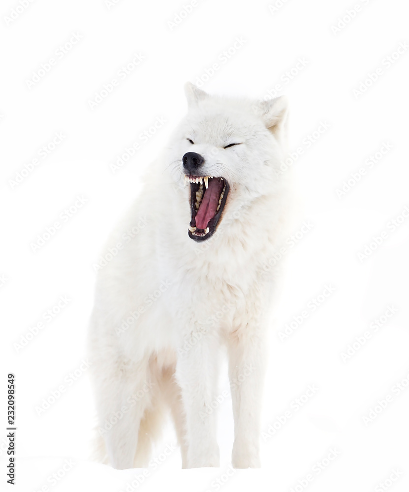 A lone Arctic wolf (Canis lupus arctos)  bark isolated on white background in Canada
