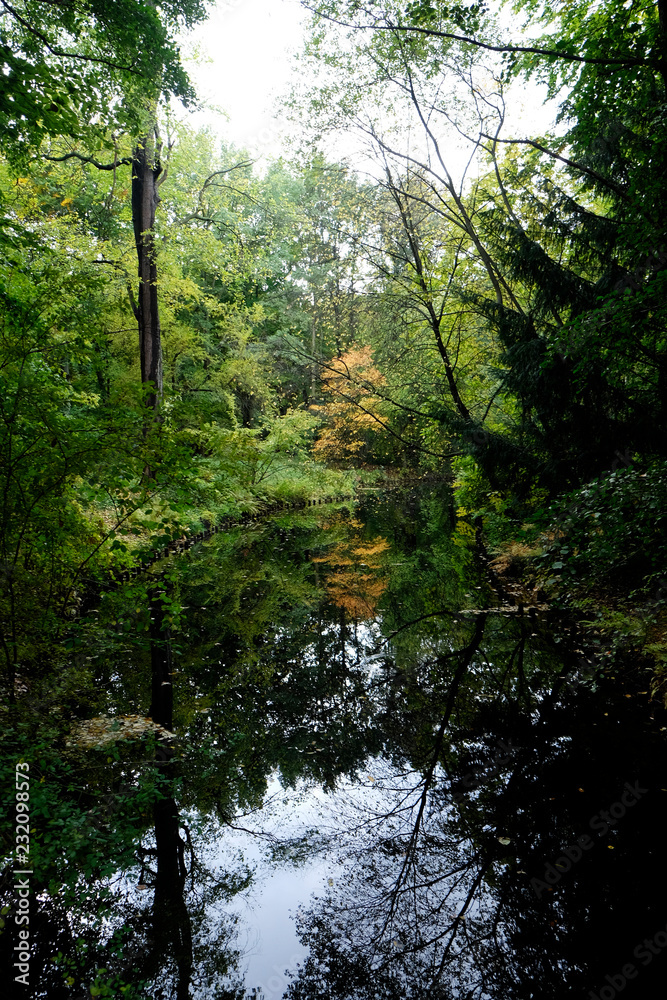 Obraz premium Autmn Leafs and Trees