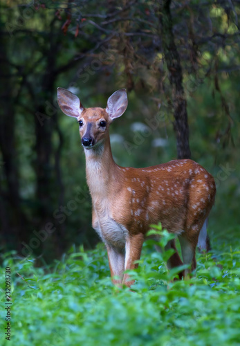 White-tailed deer fawn (Odocoileus virginianus) in the forest in Canada