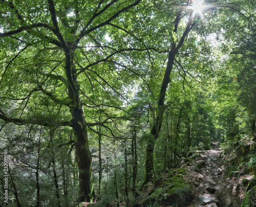 A path in the sunny and green deep forest of the Añisclo canyon, next to Bellos river, during summer, in the Pyrenees rocky mountains in Aragon, Spain
