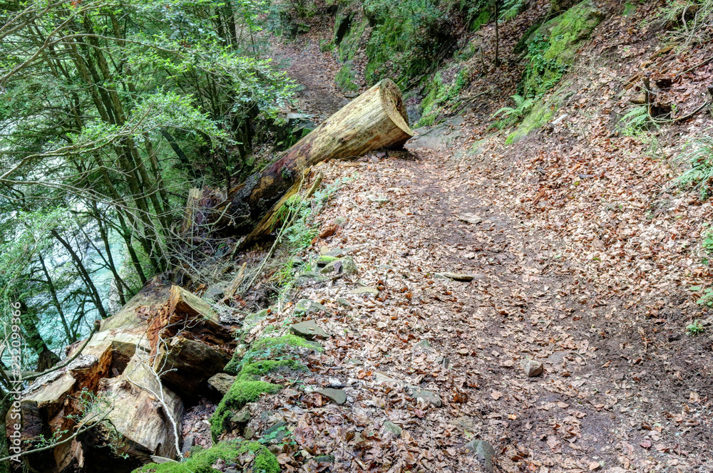 A cut trunk on the path in the deep forest of the Añisclo canyon, next to Bellos river, during summer, in the Pyrenees mountains in Aragon, Spain
