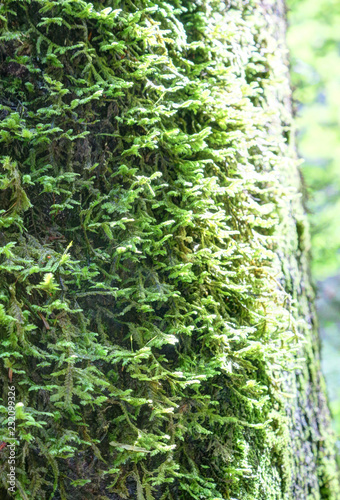 A deep forest trunk bark covered with green dense moss  lighted by sun  during a summer day  in Ca  on de A  isclo  Pyrenees mountains  Aragon  Spain