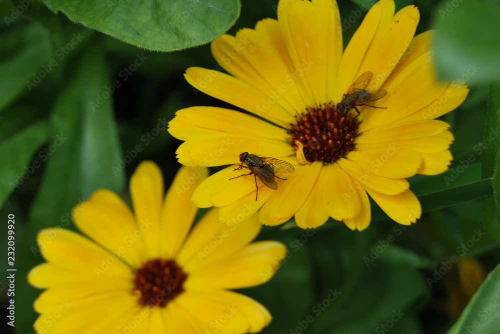 Ringelblumen mit Fliegen (Calendula officinalis) Ringelblumen mit Fliegen (Calendula officinalis)