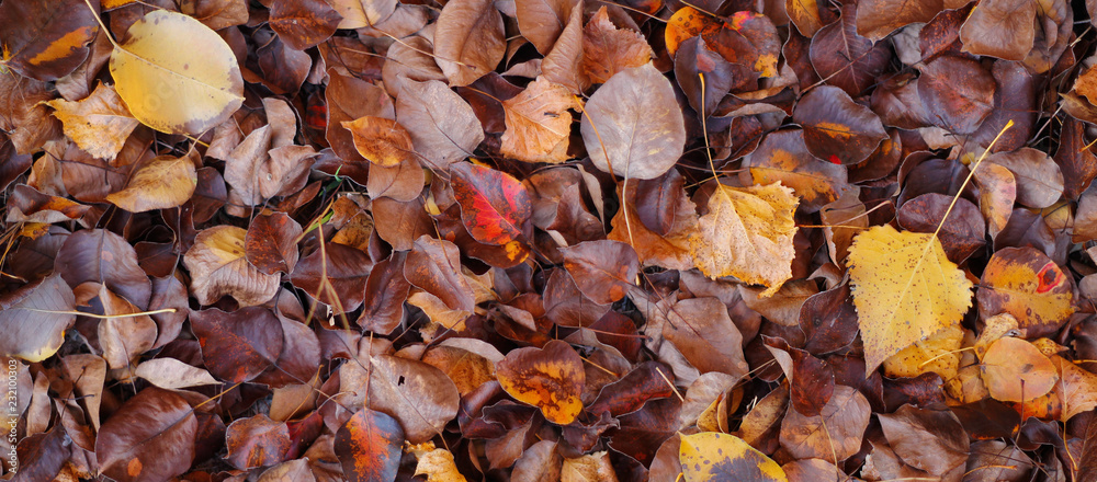 fallen autumn leaves lie on the ground fallen autumn leaves lie on the ground