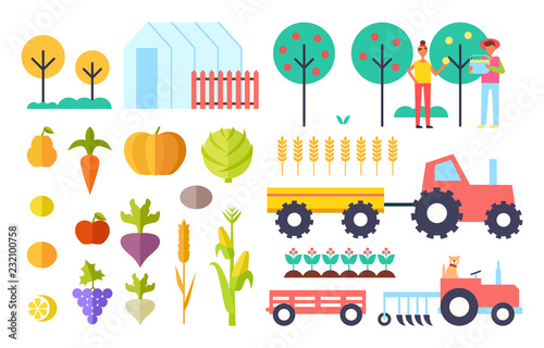 Harvesting Process Vegetables Vector Illustration