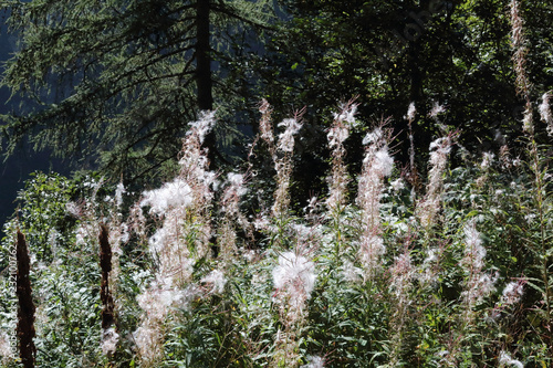 Bushes with woolly soft pink flowers in a sunny summer day in the Val d'Otro valley, Alps mountains, Piedmont, Italy