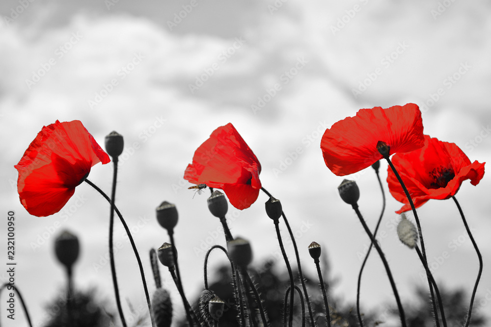 Red poppy flowers on spring agricultural field surrounded by black and white background - obrazy, fototapety, plakaty 