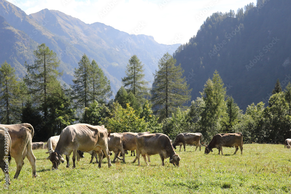 A herd of white, grey and brown cows with cowbells grazing in a green pasture during a sunny summer in Val d'Otro valley, in the Alps mountains, Italy