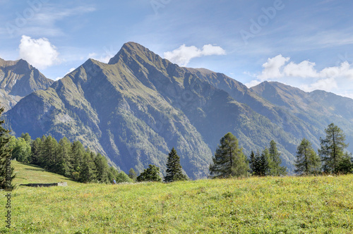 A landscape of blue cloudy sky  high mountains  fir and pine tree forests and green pastures in Val d Otro  Piedmont region  Alps mountains  Italy