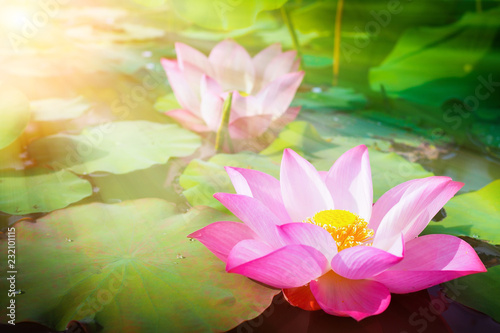 Beautiful pink lotus flower in nature with sunrise for background