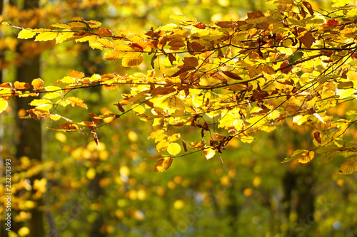 Fototapeta Naklejka Na Ścianę i Meble -  Leuchtend gelbes Herbstlaub im Wald