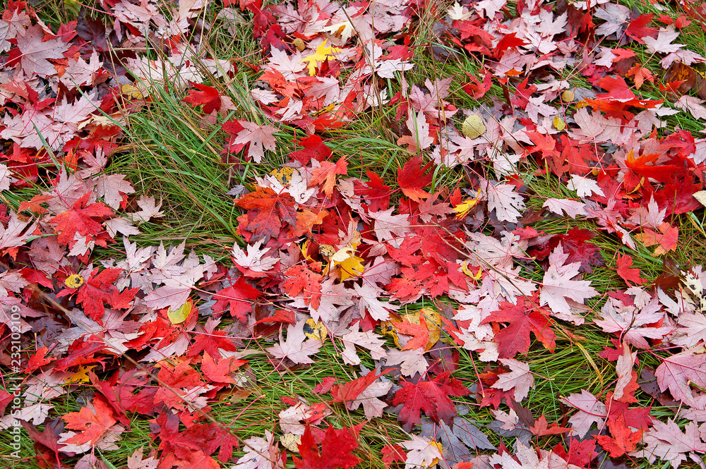 Beautiful fallen maple leaves on the ground Beautiful fallen maple leaves on the ground