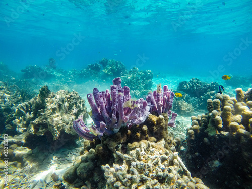 coralli madagascar