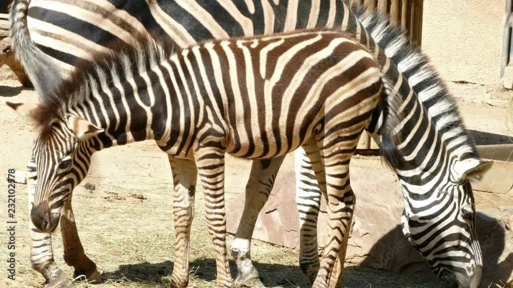 Chapman's zebras (Equus quagga chapmani). zebra breeding that is