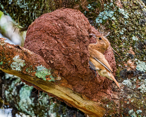 Rufous Hornero brazilian bird - Joao-de-barro brazilian bird on the nest door with insects in the beak 