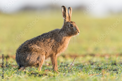 Brown Hare