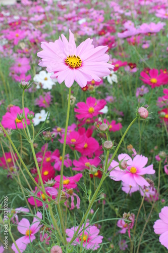 flowers in garden