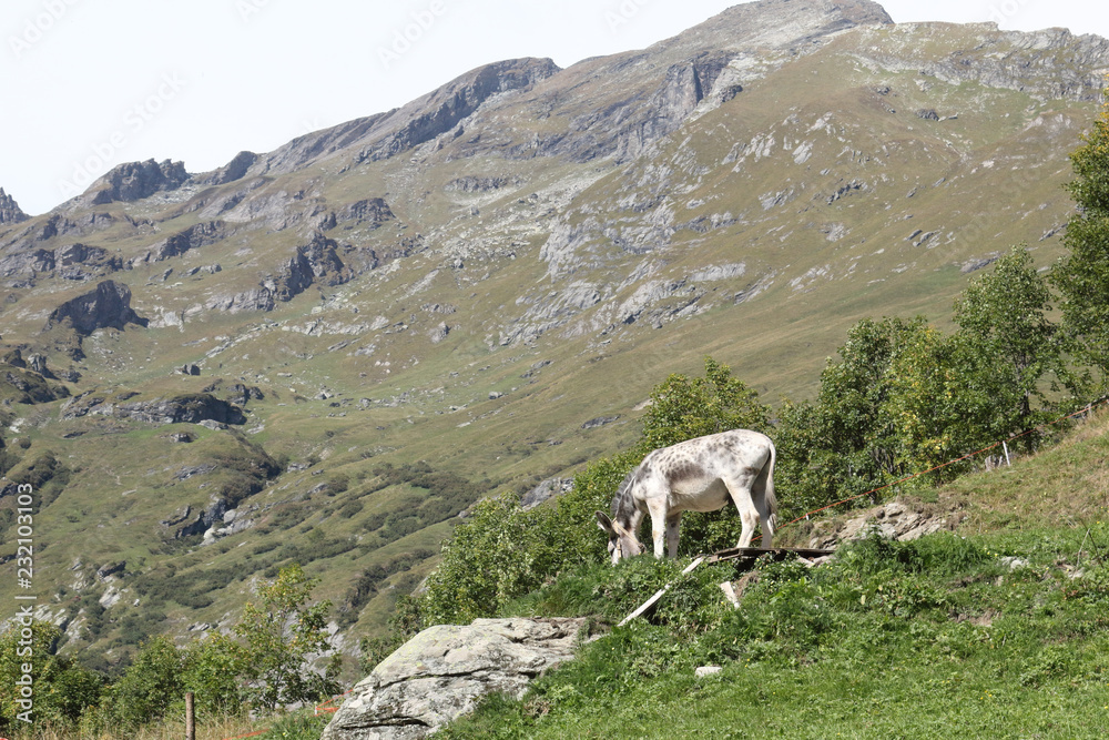 A white and grey donkey grazing in a pasture during a sunny summer day in the Alps mountains, Italy