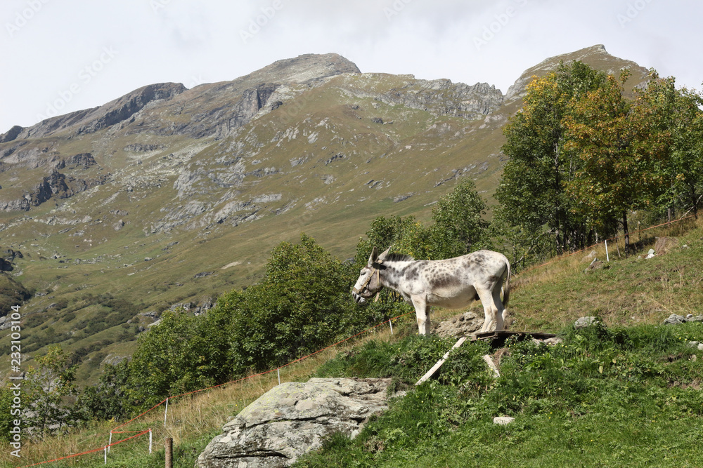 A white and grey donkey grazing in a pasture during a sunny summer day in the Alps mountains, Italy