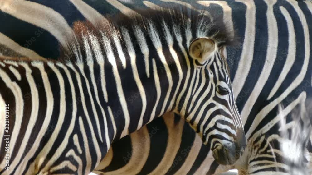 Vidéo Stock Breeding Chapman's zebra (Equus quagga chapmani). Closeup