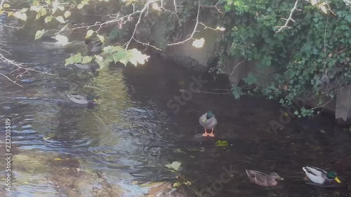 Ducks floating on the River Stour, UK.  This River runs through Canterbury.  Male and female mallards. photo