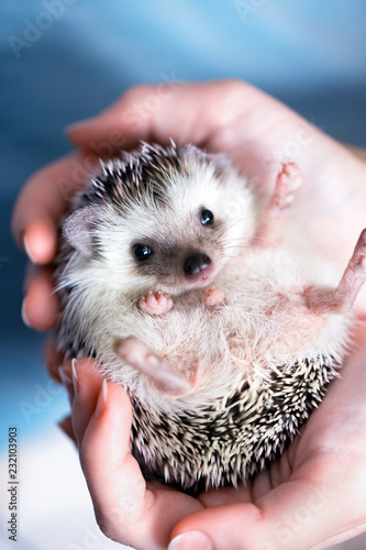 Cute african hedgehog on baby palms