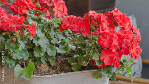 Plant Pelargonuim, in a plastic pot, on the balcony. photo