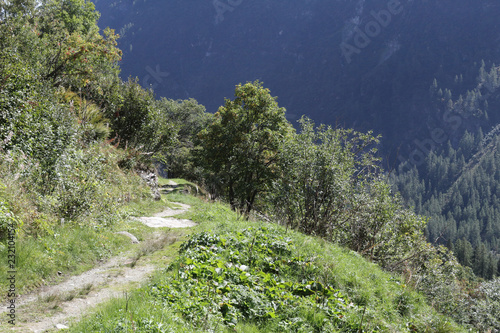 A path on a green grass hill, with high mountains, fir and pine tree forests and green pastures in Val d'Otro, Piedmont region, Alps mountains, Italy