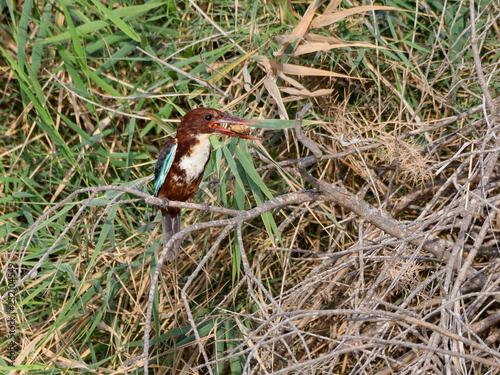 White-throated Kingfisher Perched in reeds