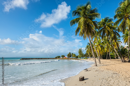 Fototapeta Naklejka Na Ścianę i Meble -  Paradise tropical beach and palm trees, the Gosier in Guadeloupe island, Caribbean