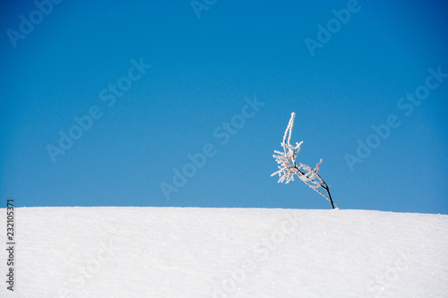 雪原の枯れ草と青空 © kinpouge