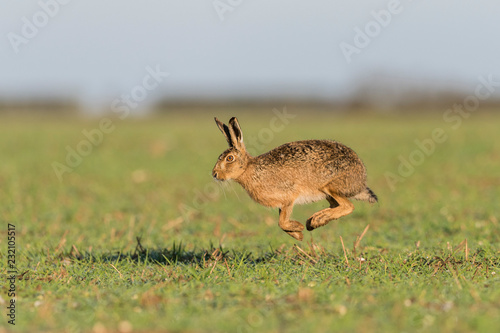 Brown Hare