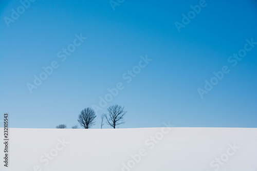 丘の上の冬木立と青空 美瑛町