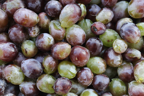 A close view of red and green wet grapes without the stalks, exhibiting the typical pruinescence on their surface photo