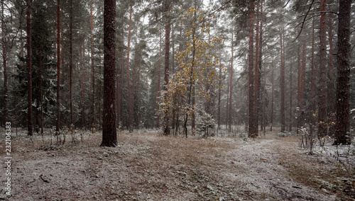 The first snowfall in the wood.
