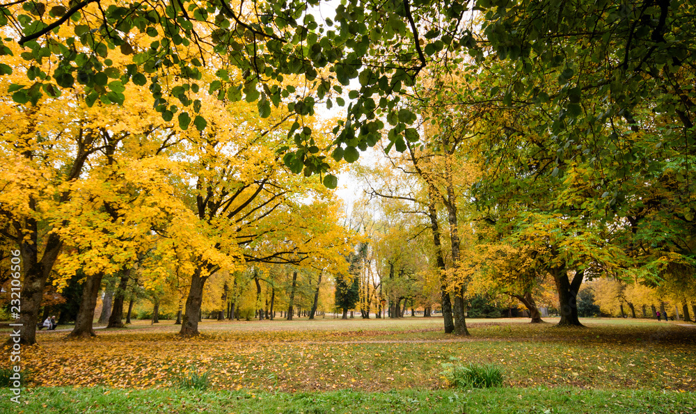 Naklejka premium Baumschönheiten, Indian Summer, Schönheit des Herbstes in Wald und Park, Spätsommer, wundervolle Farben, weiches, stimmungsvolles Licht :)
