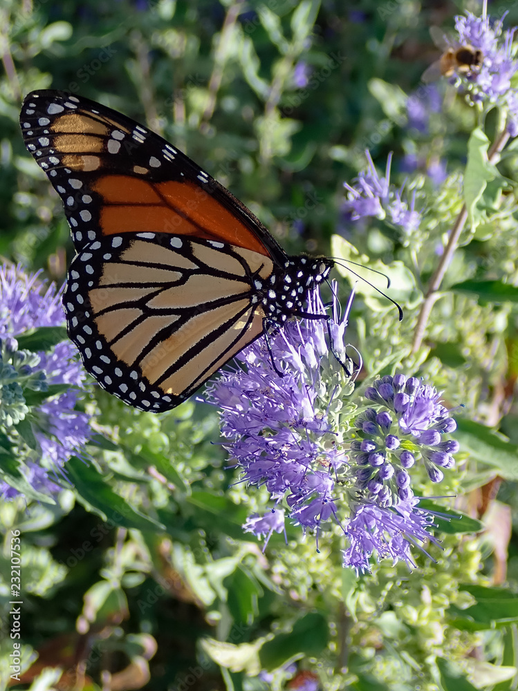 Monarch butterfly feeding on purple butterfly bush Monarch butterfly feeding on purple butterfly bush