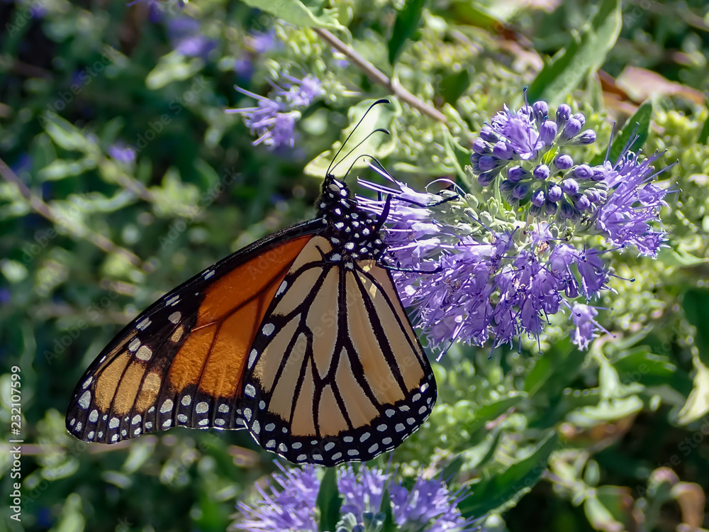 Fototapeta premium Monarch butterfly feeding on purple butterfly bush