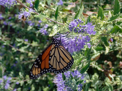 Monarch butterfly feeding on purple butterfly bush © Martina