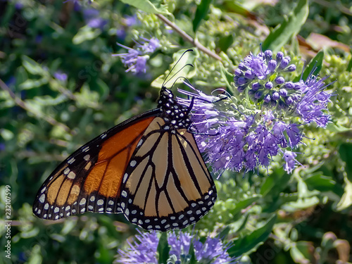 Monarch butterfly feeding on purple butterfly bush © Martina